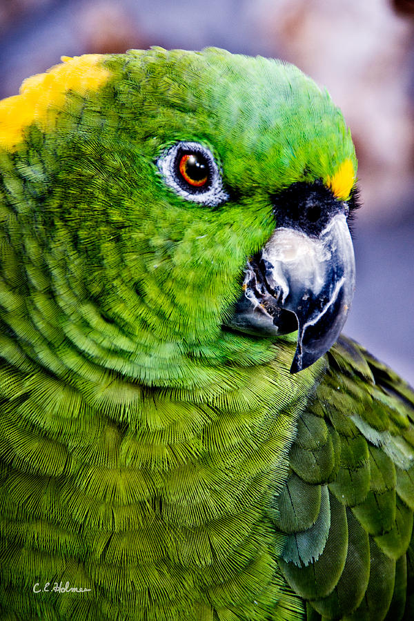 Green Parrot Photograph by Christopher Holmes