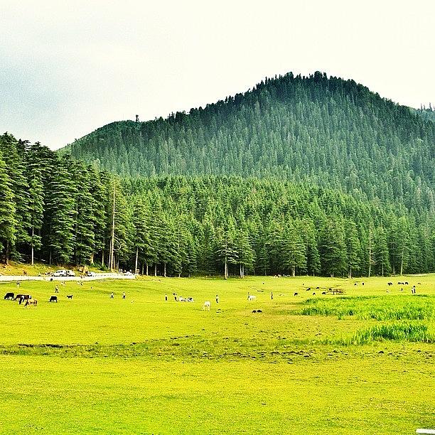 Tree Photograph - Green Pastures by Rishi Sood