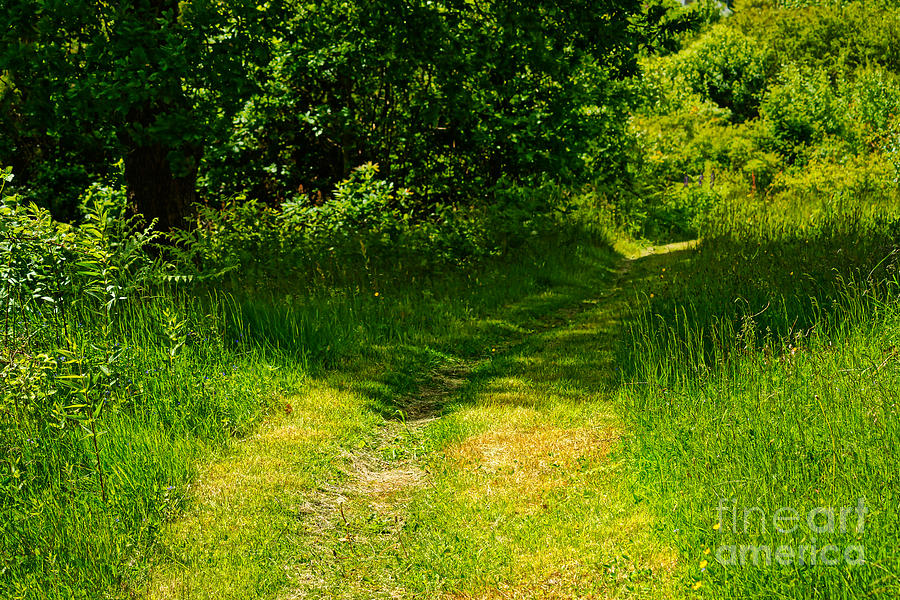 Green Path Photograph by Lutz Baar