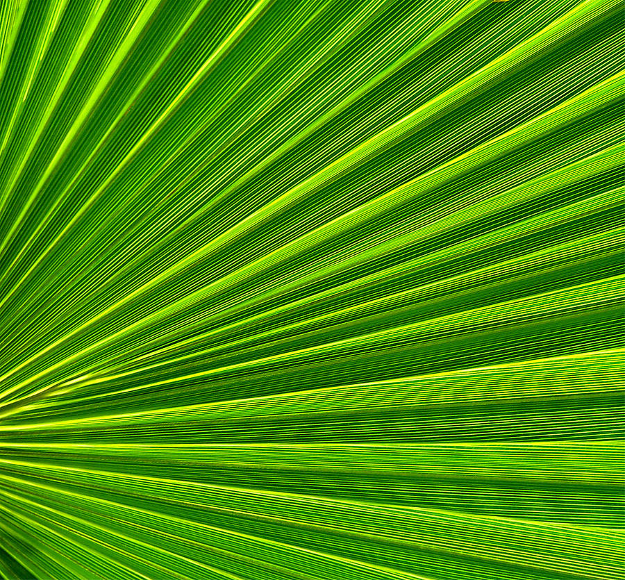 Green Perspective Photograph by Steven Huszar