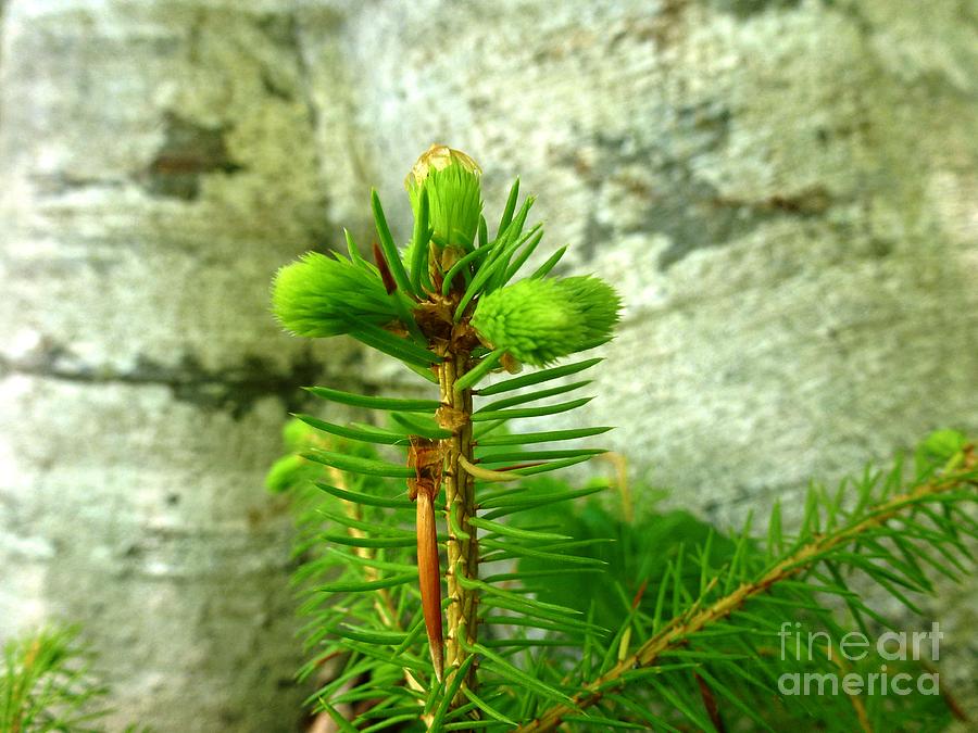 Green Pine Needles 1 Photograph by Amalia Suruceanu