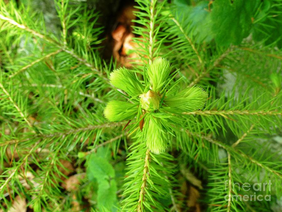 Green Pine Needles 2 Photograph by Amalia Suruceanu
