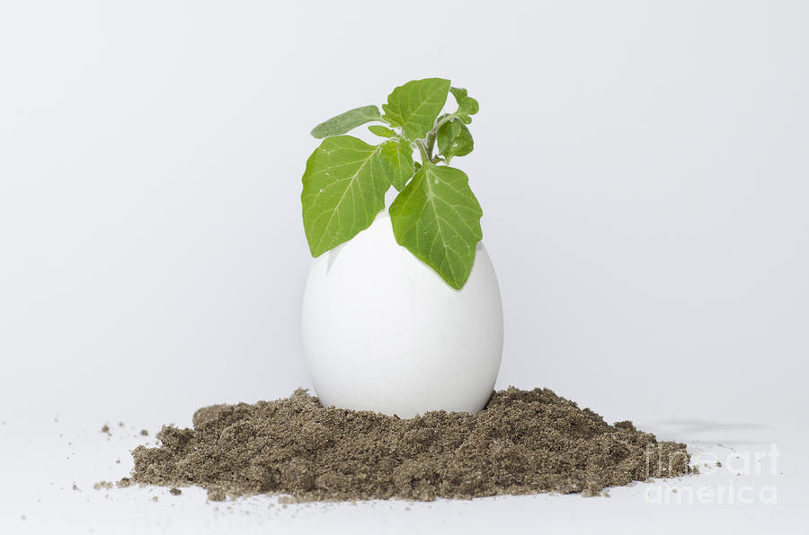 Egg Photograph - Green plant by Mats Silvan