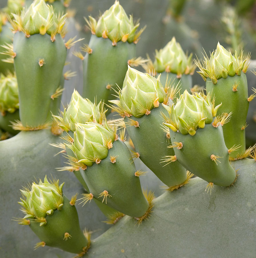 Green Prickly Pear Buds Photograph by Elvira Butler