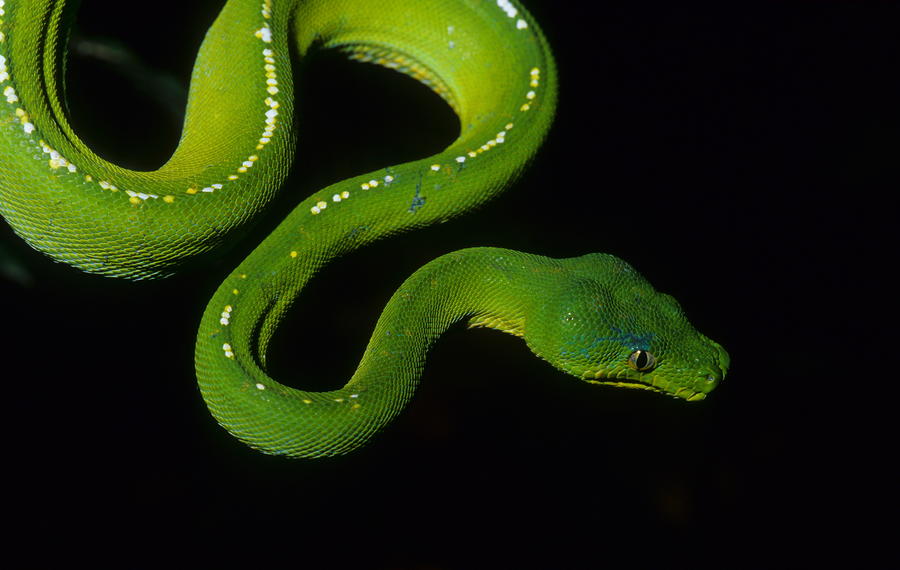 Green Python Photograph by Bruce J Robinson