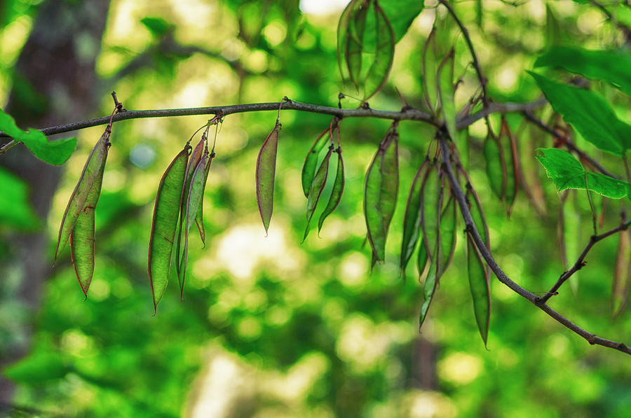 Green Redbud Seed Pods Photograph by Lori Coleman