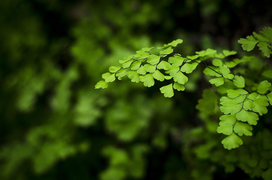 Green Photograph By Robert Simpson - Fine Art America