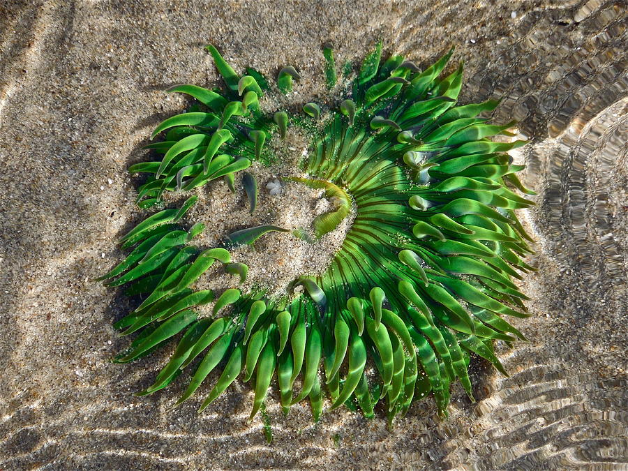 Green Sea Anemone Photograph by Diana Hatcher