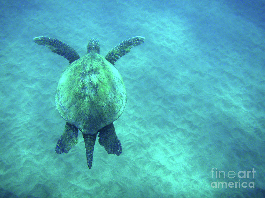 Turtle Photograph - Green Sea Turtle 3 by Bob Christopher