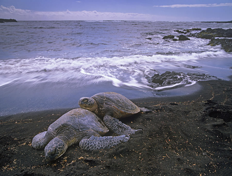 Green Sea Turtle Chelonia Mydas Pair Photograph by Tim Fitzharris
