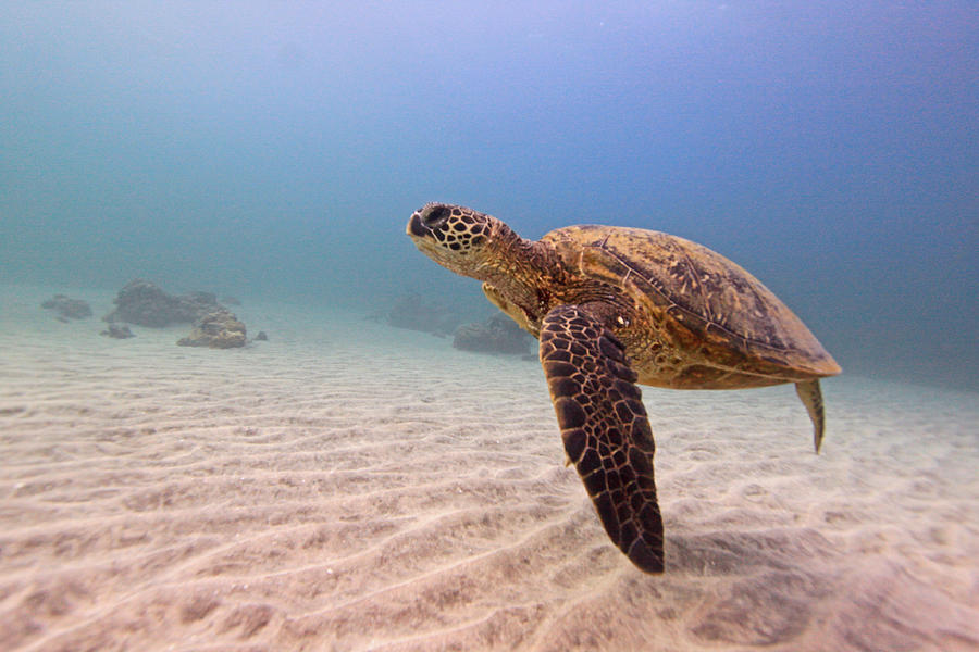 Green Sea Turtle Photograph by Chris Stankis