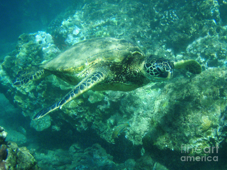 Nature Photograph - Green Sea Turtle Hawaii by Bob Christopher