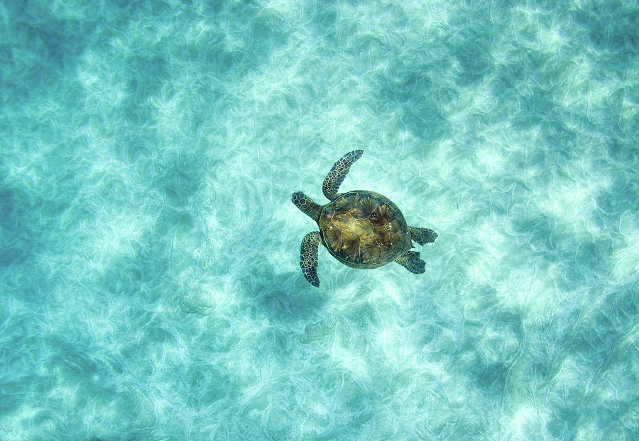 Green Sea Turtle In Under Water by M.M. Sweet