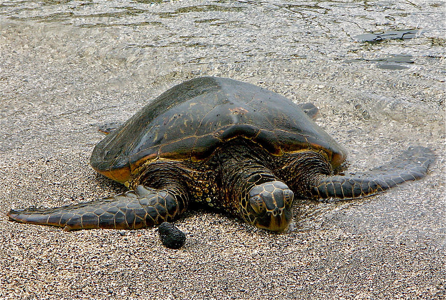 Green Sea Turtle Photograph by Jocelyn Kahawai