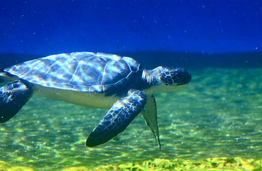 Precious Photograph - Green Sea Turtle by Karon Melillo DeVega