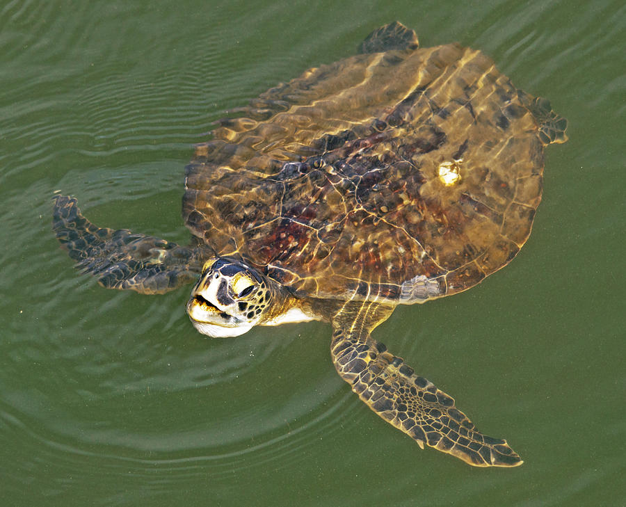 Green Sea Turtle Photograph by Kenneth Albin