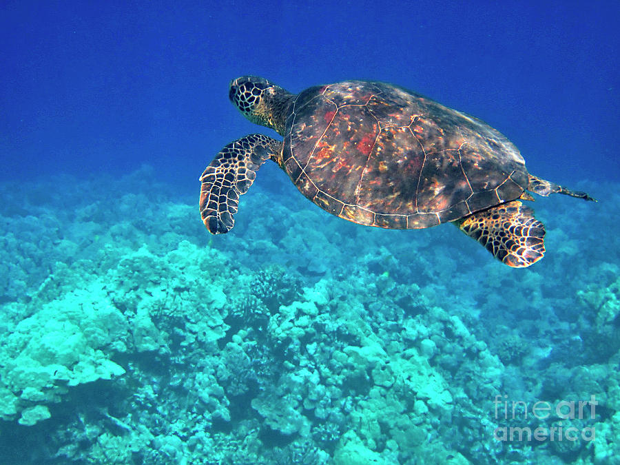 Green Sea Turtle Over Blue Photograph by Bette Phelan