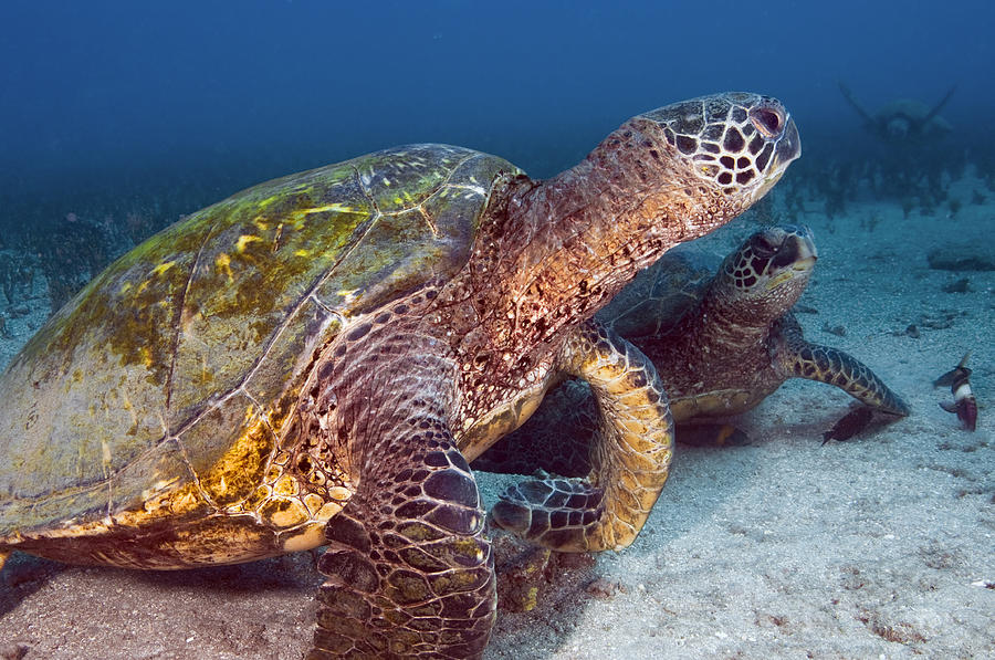 Green Sea Turtles Photograph by Greg Amptman - Fine Art America