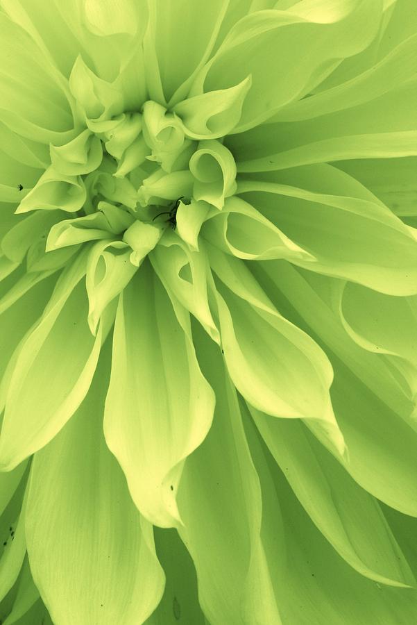 Green Sherbet Photograph by Bruce Bley