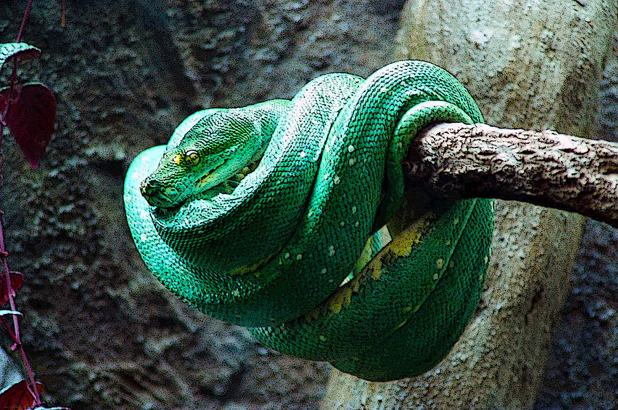 Wildlife Digital Art - Green Snake by CJ Clark