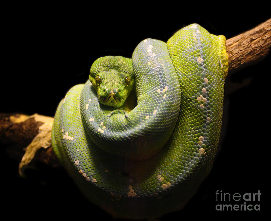 Green Snake Photograph by Gualtiero Boffi