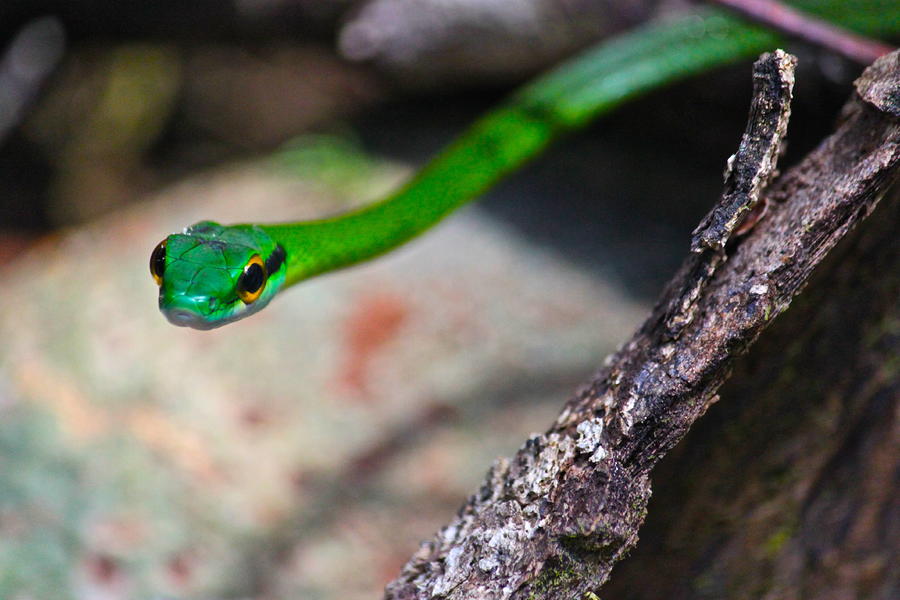 Green Snake Photograph by Jon Mindelli - Fine Art America