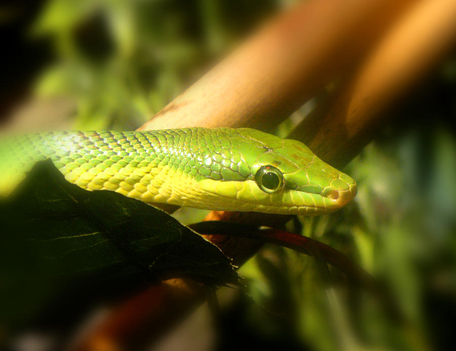Green Snake Photograph by Roberto Alamino