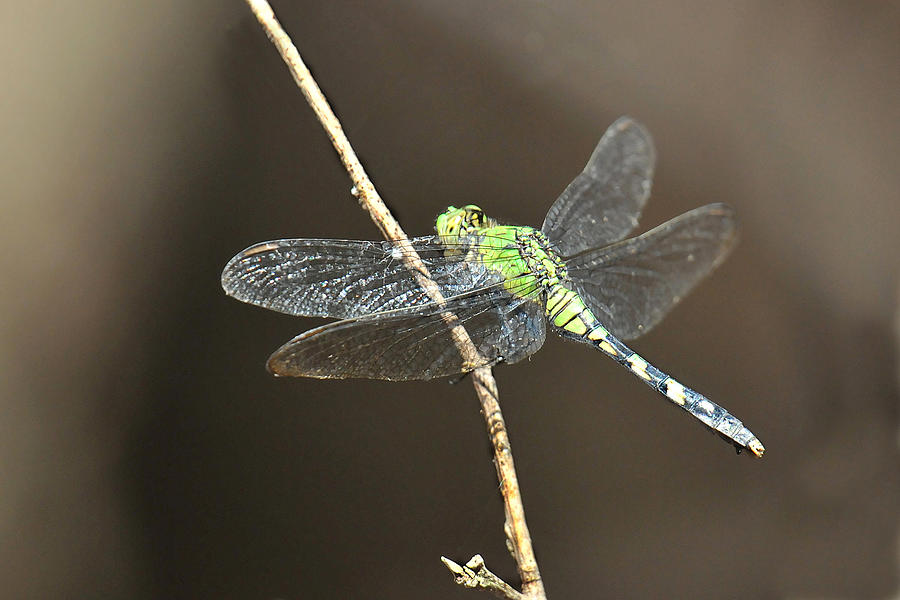 Green Snaketail Dragonfly Photograph by Alan Lenk