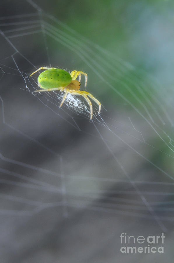 Green Spider 1.0 Photograph by Yhun Suarez