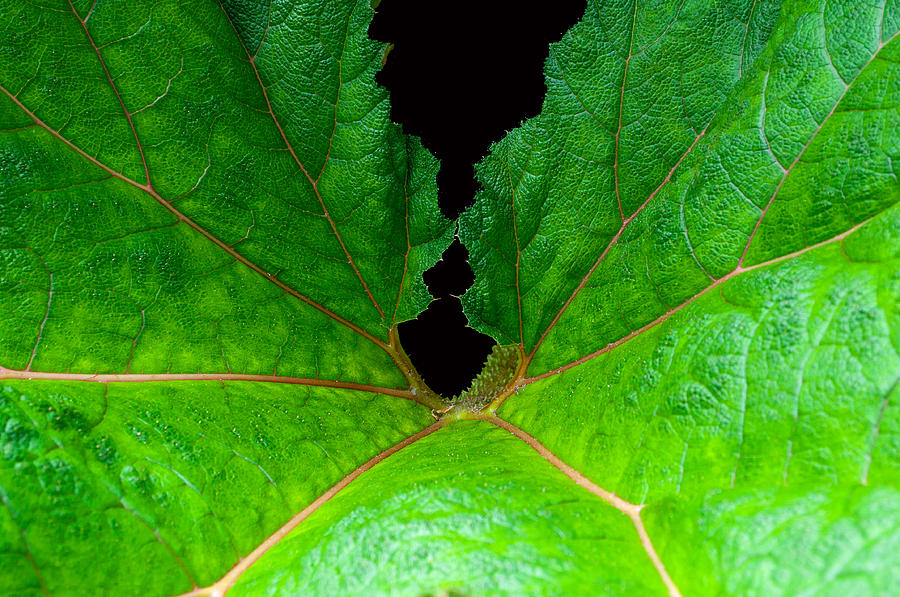 Green Spider Leaf Photograph by Tikvahs Hope