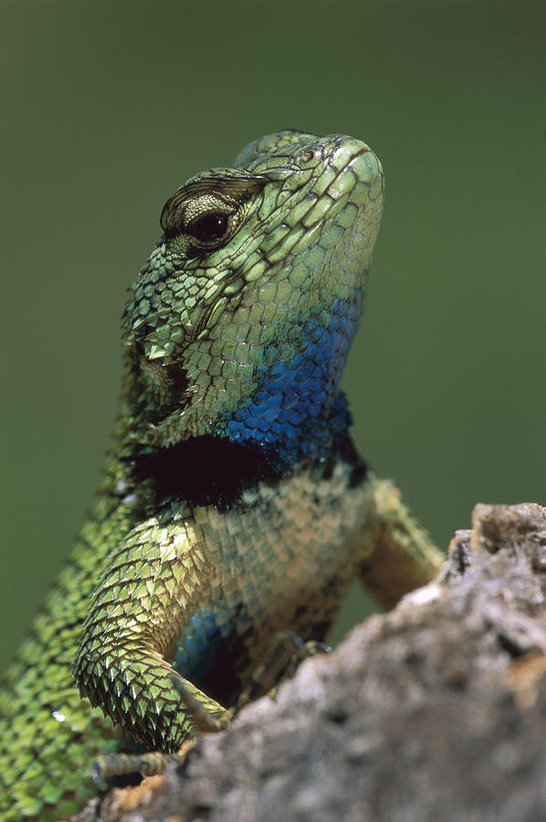 Green Spiny Lizard  Photograph by Thomas Marent