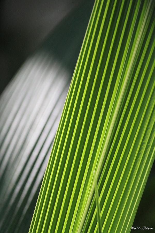 Green Stripes  Photograph by Amy Gallagher