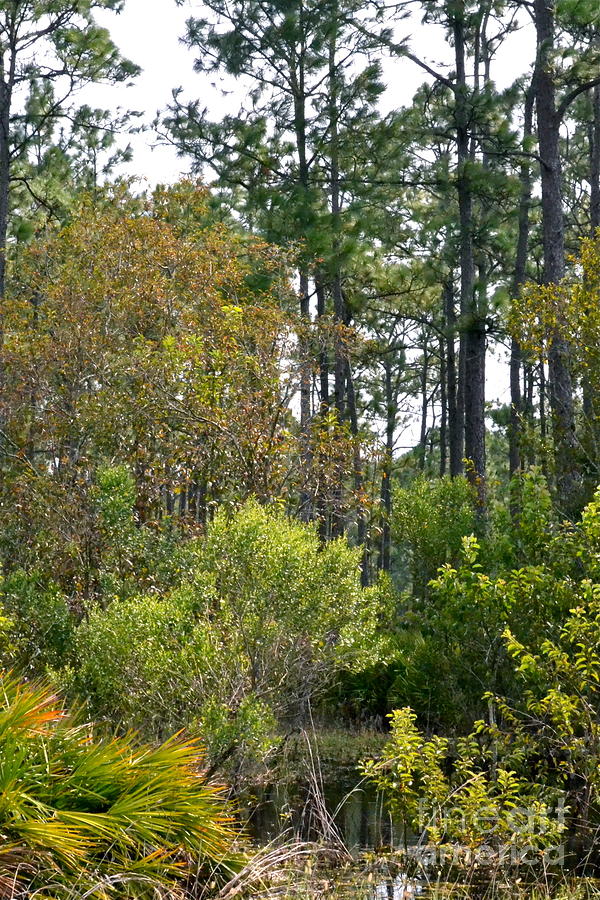 Green Swamp Wilderness Photograph by Carol  Bradley
