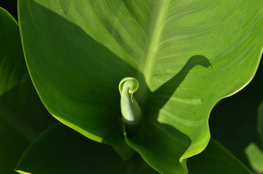 Green Swan Photograph By Norah Cyprien