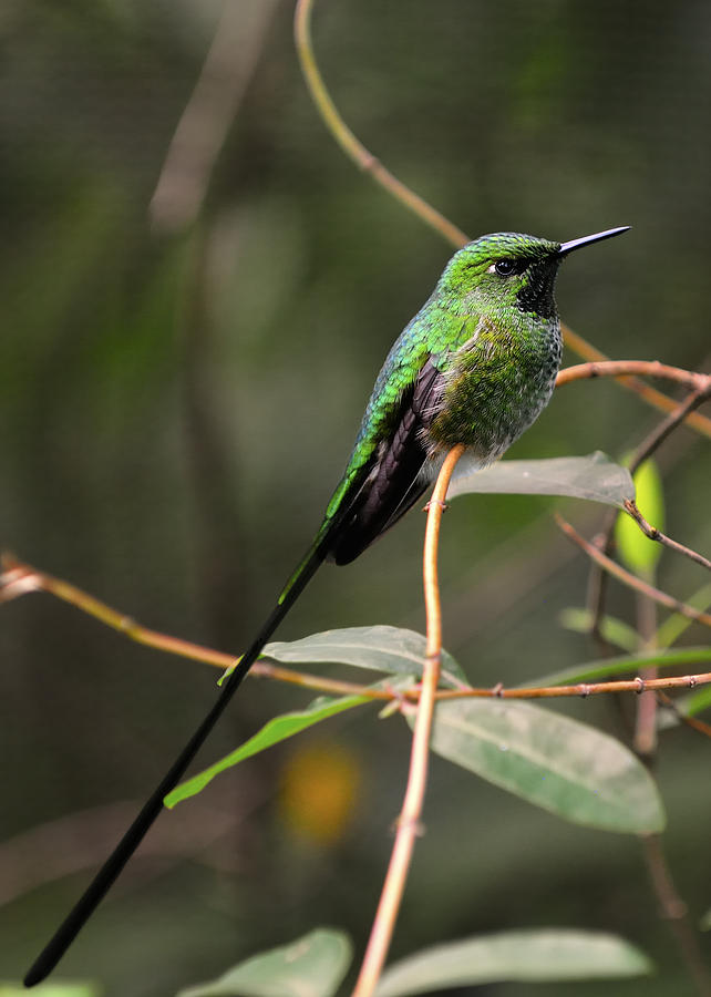 Green tailed Trainbearer Photograph by Bill Dodsworth - Fine Art America