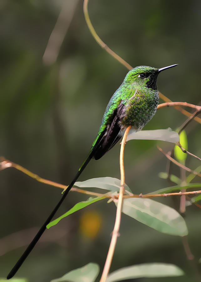 Green tailed Trainbearer Hummingbird stylized Photograph by Bill Dodsworth