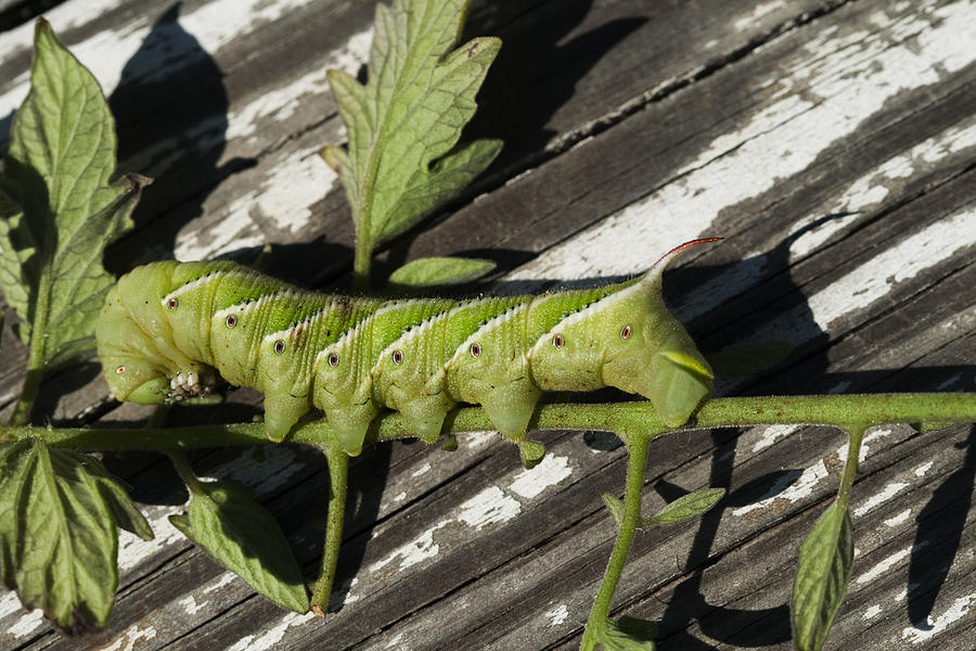 Green Tobacco Hornworm  Photograph by Kathy Clark
