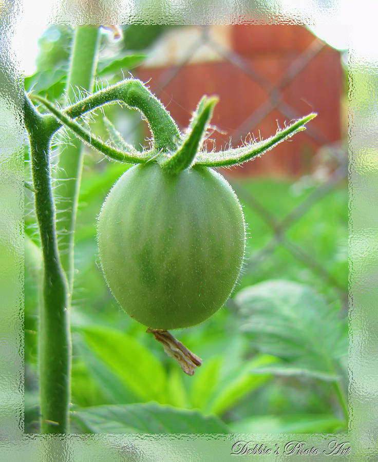 Green Tomato macro Photograph by Debbie Portwood