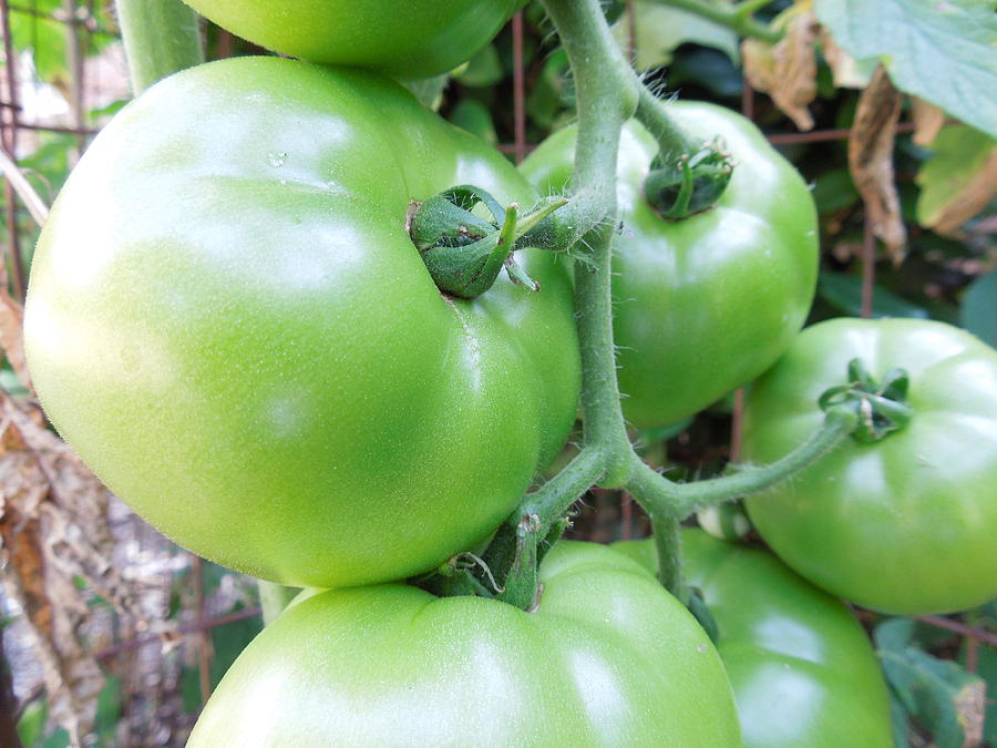 Green Tomatoes Photograph by Chad and Stacey Hall