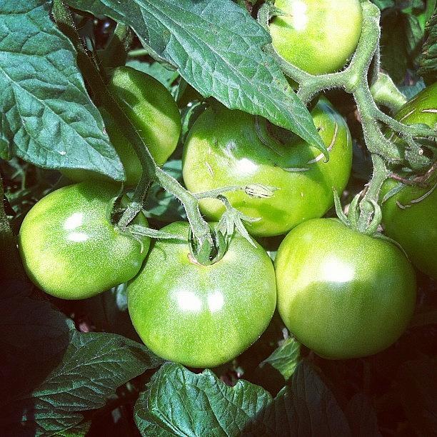 Tomato Photograph - Green Tomatoes by Lori Lynn Gager