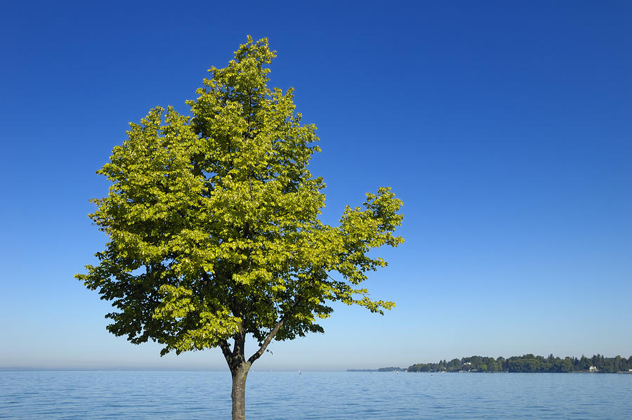 Green Tree blue sky and lake Photograph by Matthias Hauser