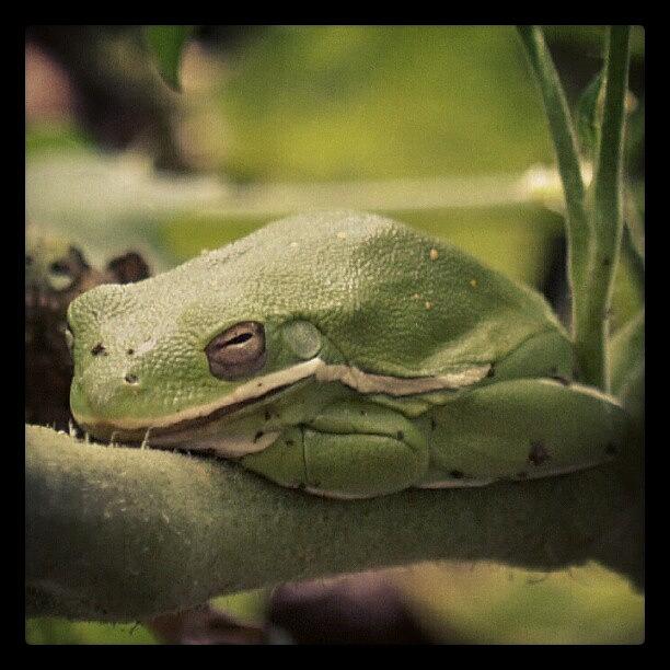 Green Tree Frog Asleep On The Job Photograph by James Granberry