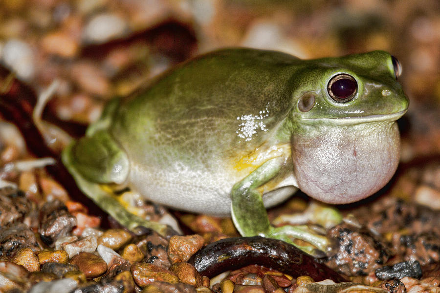 Nature Photograph - Green Tree Frog by Douglas Barnard