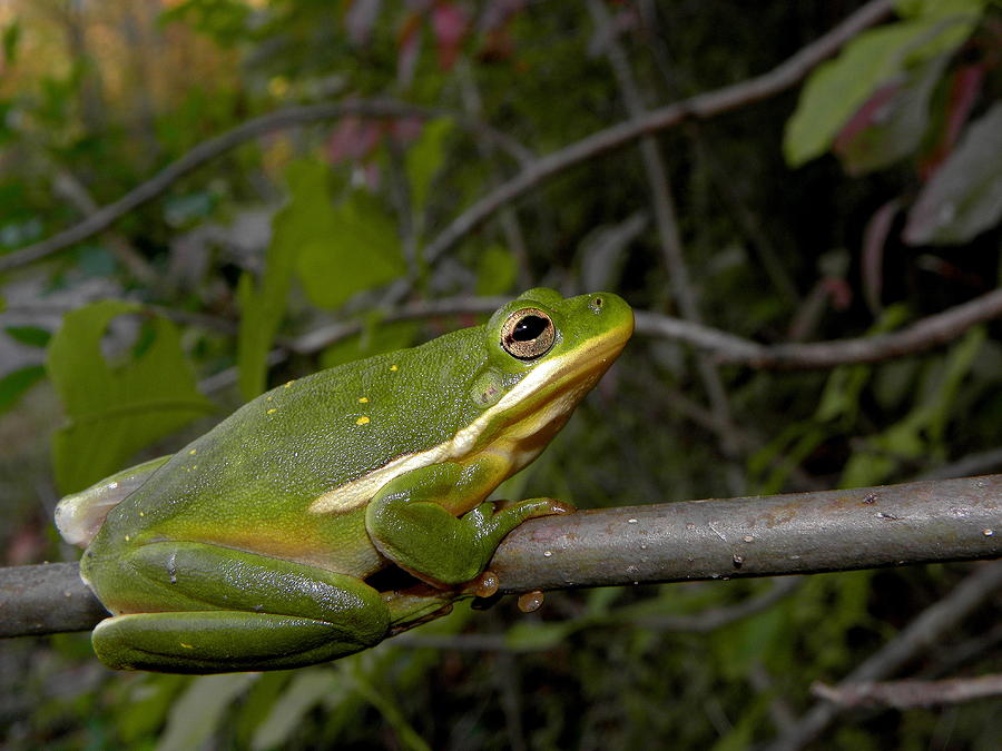Nature Photograph - Green Tree Frog by Griffin Harris