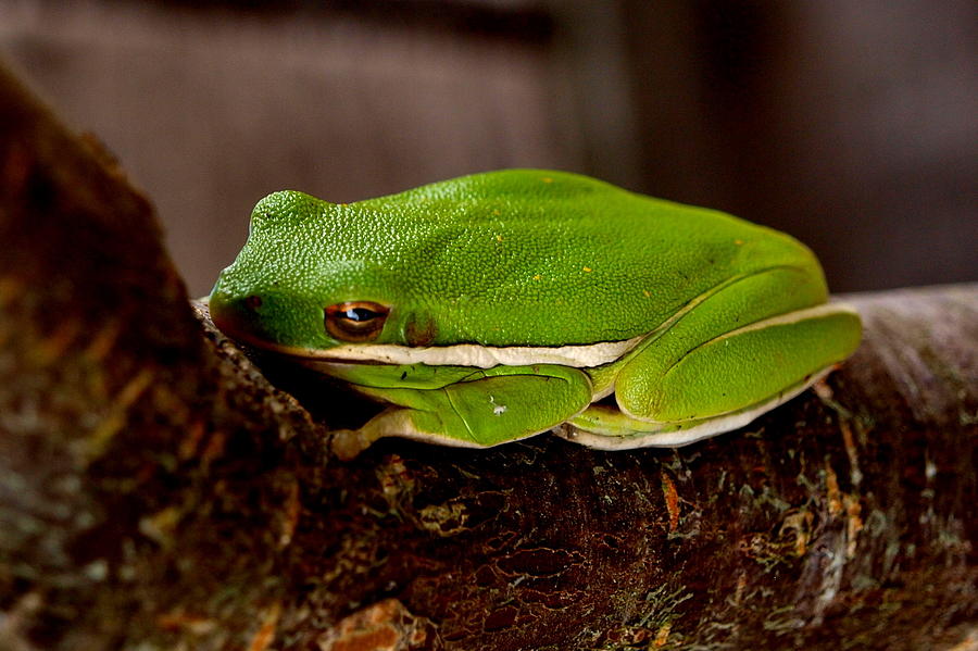 Green Tree Frog Photograph by James Granberry