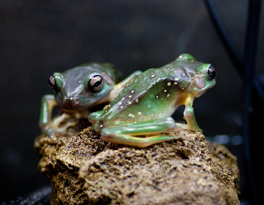 Green Tree Frogs Photograph by Carole Hinding