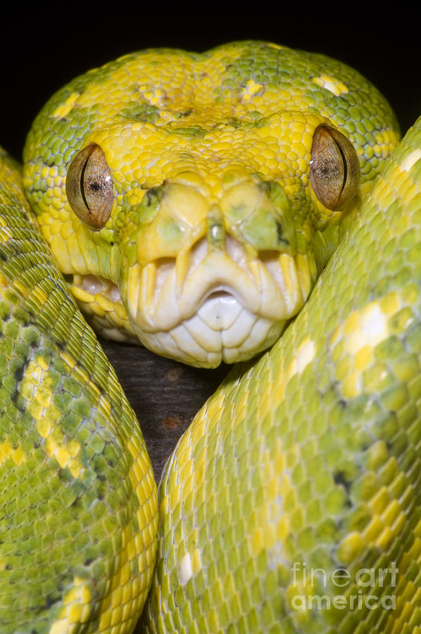 Python Photograph - Green Tree Python by Dante Fenolio