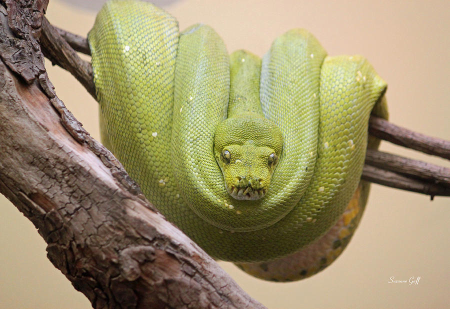 Green Tree Python Photograph by Suzanne Gaff