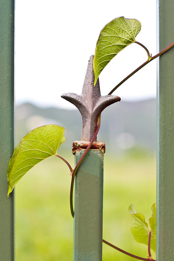 Green vine on a fence Photograph by Anya Brewley schultheiss