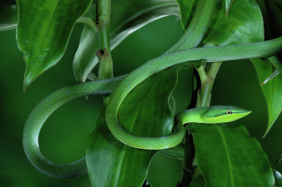 Green Vine Snake Oxybelis Fulgidus Photograph by Michael & Patricia Fogden